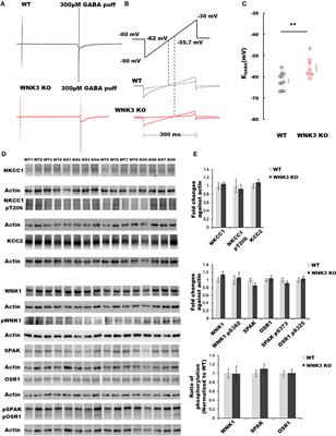 WNK3 kinase maintains neuronal excitability by reducing inwardly rectifying K+ conductance in layer V pyramidal neurons of mouse medial prefrontal cortex